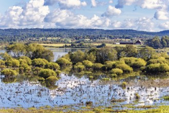 Wetland with trees growing in the water at the waters edge in a beautiful rural landscape in