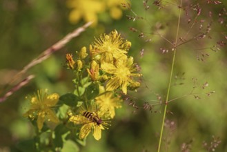 Hoverflies (Episyrphus) pollinating a St John's wort (Hypericum perforatum) flower on a sunny