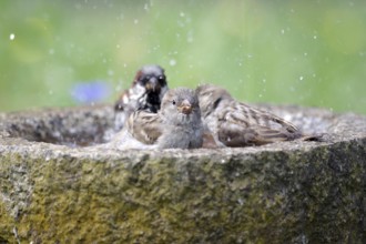 House sparrow (Passer domesticus), 3, bird bath, water, bathing, garden