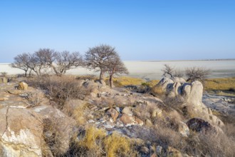 African baobab or baobab tree (Adansonia digitata), several trees overlooking the salt pan, Kubu