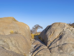 Round rocks and African baobab (Adansonia digitata), in the evening light, Kubu Island (Lekubu),