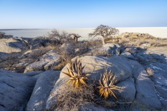 African baobab or baobab tree (Adansonia digitata), between round rocks with view over the salt pan