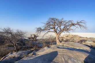 African baobab (Adansonia digitata), overlooking the salt pan in the evening light, Kubu Island