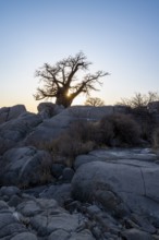 African baobab or baobab tree (Adansonia digitata), with sun star in the evening light, Kubu Island