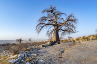 African baobab or baobab tree (Adansonia digitata), several trees overlooking the salt pan in the