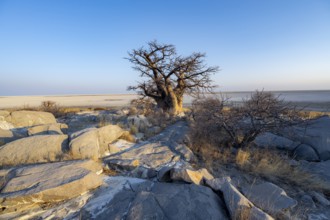 African baobab (Adansonia digitata), babobab with view over the salt pan in the evening light, Kubu