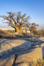 African baobab (Adansonia digitata), babobab with view over the salt pan in the evening light, Kubu