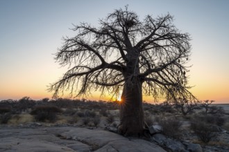 African baobab or baobab tree (Adansonia digitata), sun star at sunset, Kubu Island (Lekubu), Sowa