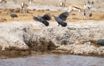 Helmeted guinea fowl (Numida meleagris), three birds flying at a waterhole, Nxai Pan National Park,