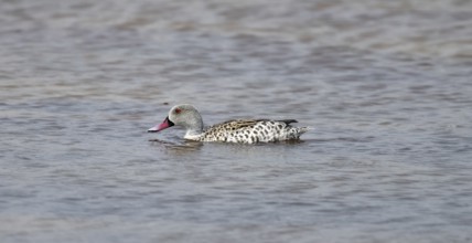 Pallid duck (Anas capensis), swimming in a waterhole, Nxai Pan National Park, Botswana