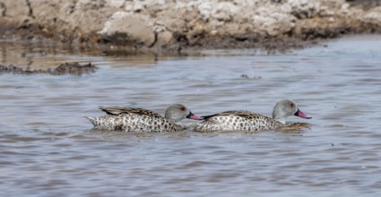 Pallid duck (Anas capensis), two animals, swimming in a waterhole, Nxai Pan National Park, Botswana