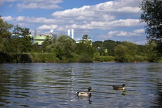 Pair of mallards on the Ruhr, in the background the German stainless steel works, Witten, Ruhr
