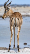 Impala (Aepyceros melampus) at a waterhole, black heeler antelope, male from behind, Nxai Pan