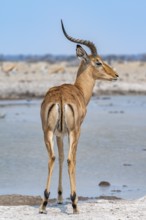 Impala (Aepyceros melampus) at a waterhole, black heeler antelope, male from behind, rump, Nxai Pan