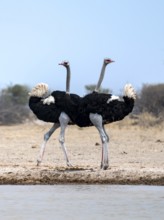 Common ostrich (Struthio camelus), two adult males at a waterhole, threatening, imposing behaviour,