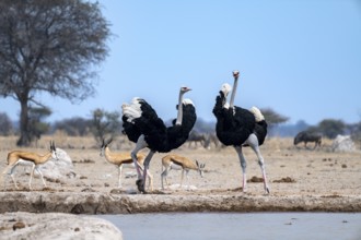 Common ostrich (Struthio camelus), two adult males at a waterhole, threatening, imposing behaviour,