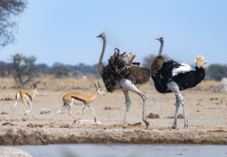 Common ostrich (Struthio camelus), adult male and female at a waterhole, courtship behaviour, Nxai
