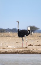 Common ostrich (Struthio camelus), adult male at a waterhole, Nxai Pan National Park, Botswana