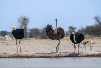 Common ostrich (Struthio camelus), two adult males and one female drinking at a waterhole, Nxai Pan