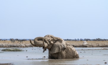African elephant (Loxodonta africana), adult, standing in water, splashing itself with water at a
