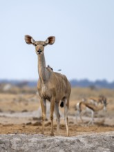 Greater kudu (Tragelaphus strepsiceros), adult female, alert, Nxai Pan National Park, Botswana