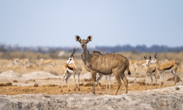 Greater kudu (Tragelaphus strepsiceros), adult female, alert, Nxai Pan National Park, Botswana