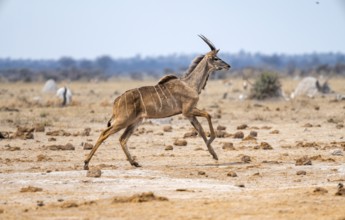 Greater kudu (Tragelaphus strepsiceros), young male, running, Nxai Pan National Park, Botswana