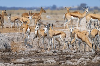 Herd of springboks (Antidorcas marsupialis) drinking at a waterhole, Nxai Pan National Park,