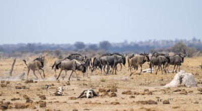 Blue wildebeest (Connochaetes taurinus), herd in dry savannah, Nxai Pan National Park, Botswana