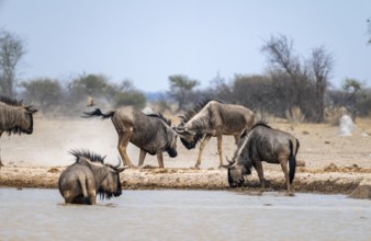 Blue wildebeest (Connochaetes taurinus), two males fighting at a waterhole, Nxai Pan National Park,