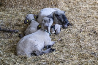 Brown-headed meat sheep