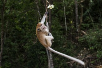 Monkey on the beach, macaques, Ao Nang Beach, Ao Nang, Krabi, Thailand