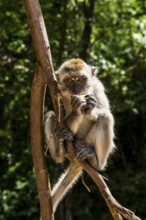Monkey on the beach, macaque, Ao Nang Beach, Ao Nang, Krabi, Thailand