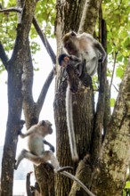 Monkeys on the beach, macaques, Ao Nang Beach, Ao Nang, Krabi, Thailand