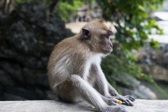 Monkey on the beach, macaque, Ao Nang Beach, Ao Nang, Krabi, Thailand