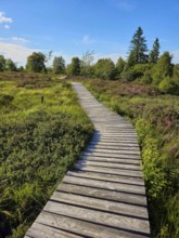 A winding wooden path meanders through a green heath landscape in the sunshine, summer, High Fens,