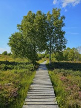 A wooden path leads through a heath landscape with trees under a clear blue sky, summer, High Fens,