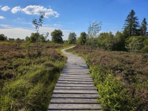 A wooden path leads through blooming heathland and trees, captured under a clear sky, summer, High