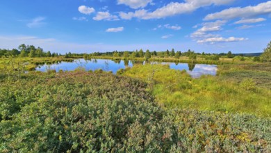 A reflecting moor pond surrounded by green vegetation under a cloudy sky, summer, High Fens, Eifel