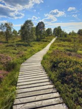 A wooden path leads through a heath landscape with trees under a blue sky and clouds, summer, High