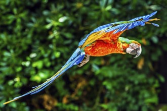 Blue-and-yellow macaw, Ara ararauna, bird in flight