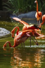 American flamingo, Phoenicopterus ruber, pair of birds during copulation