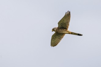 Common Kestrel, Falco tinnunculus, bird in flight