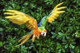 Scarlet macaw, Ara macao, bird in flight