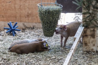 Piglets in the barn