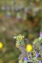 Steppe saddle grasshopper, steppe saddle grasshopper (Ephippiger ephippiger), male, on Viper's
