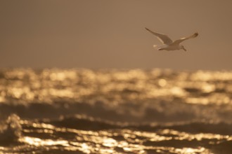 Herring gull (Larus argentatus) in flight over the surf looking for starfish, evening light, Hvide