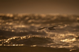 Herring gull (Larus argentatus) in flight over the surf looking for starfish, evening light, Hvide