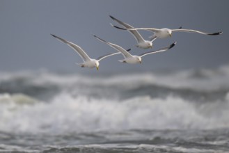 Herring gulls (Larus argentatus) in flight over the surf looking for starfish, Hvide Sande, North