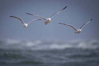 Herring Gull (Larus argentatus) with captured starfish in its beak, Hvide Sande, North Sea, Denmark